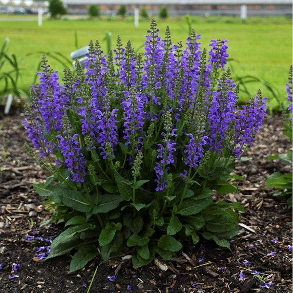 Salvia pratensis ‘Fashionista Midnight Model’ – mezei zsálya Cs14