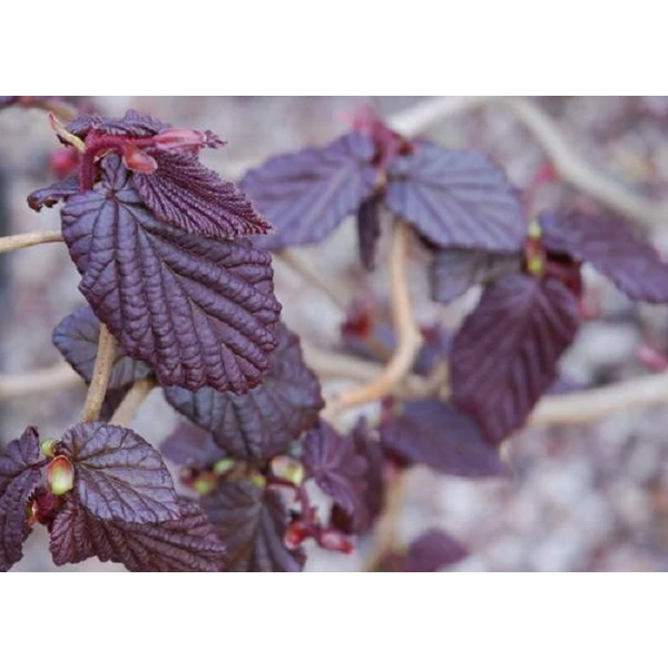 Corylus avellana 'Red Majestic' - Csavartvesszejű vérmogyoró K4,5 20-40