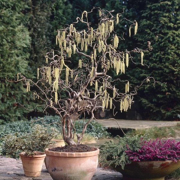 Corylus avellana ‘Pendula’ – Csüngő mogyoró K4,5 TM100 120/140