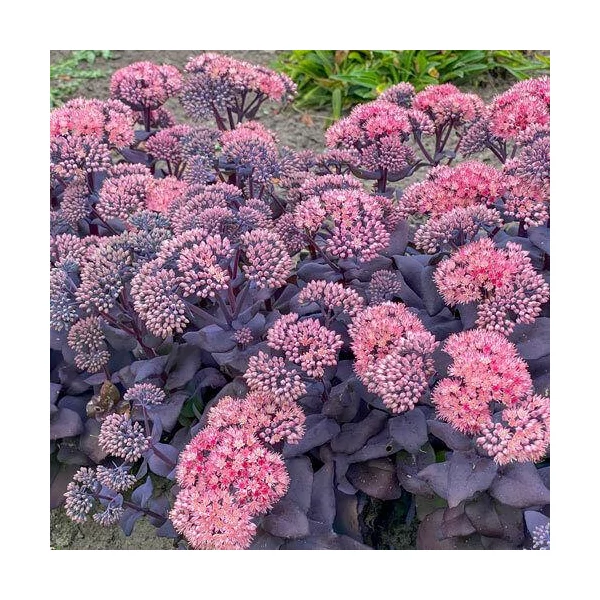 Sedum 'Sedum ‘Mojave Jewels Sapphire’ CS14