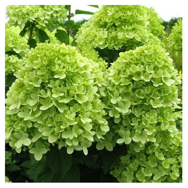 Hydrangea paniculata 'Mojito' – Bugás hortenzia 30/50