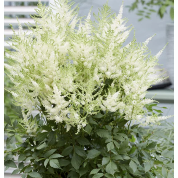 Astilbe japonica Mojito - Tollbuga K2L