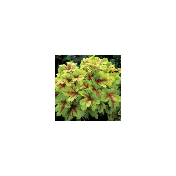 Heucherella  Mojito Cs14