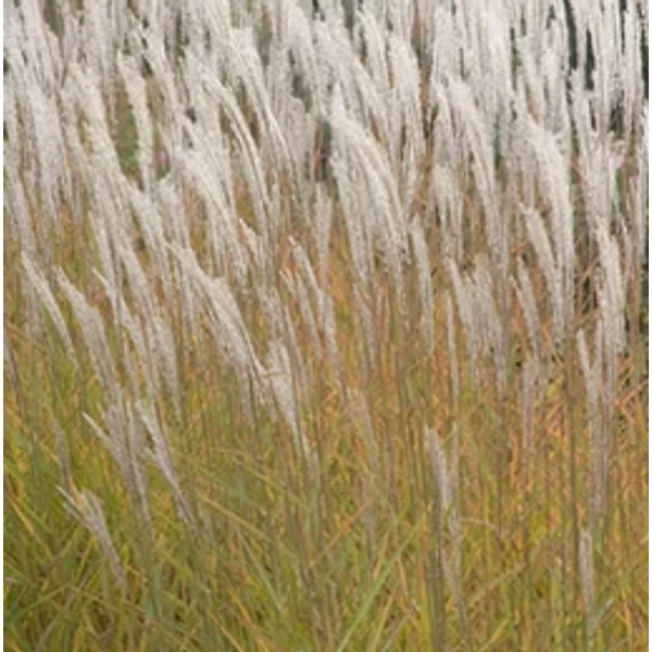 Miscanthus purpurascens - Molnárpántlika K3L