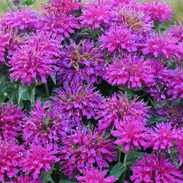 Monarda Grape Gumball - Méhbalzsam CS14