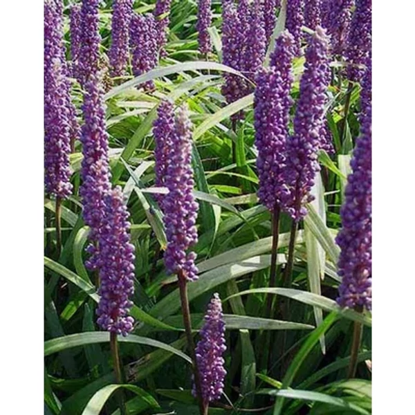 Liriope muscari Money Maker- Gyöngyikés gyepliliom CS14