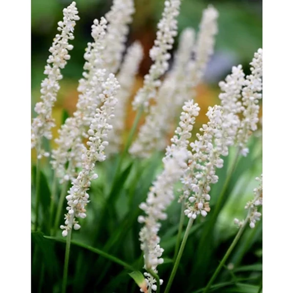 Liriope muscari Monroe White- Gyöngyikés gyepliliom CS14