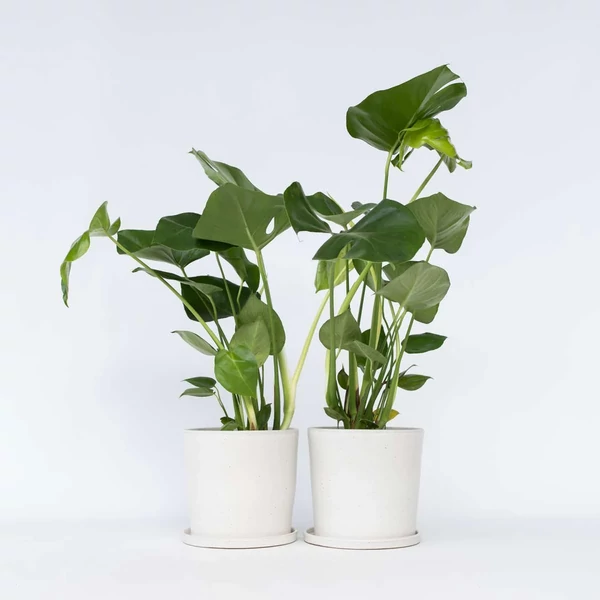 Monstera Deliciosa