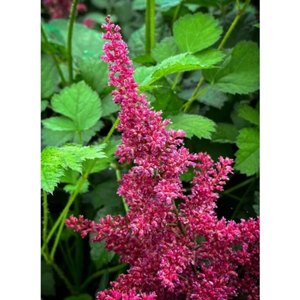 Astilbe 'Montgomery' – Tollbuga Cs19