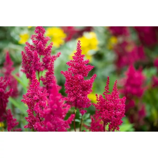 Astilbe x japonica 'Montgomery' - Kerti Tollbuga Cs17