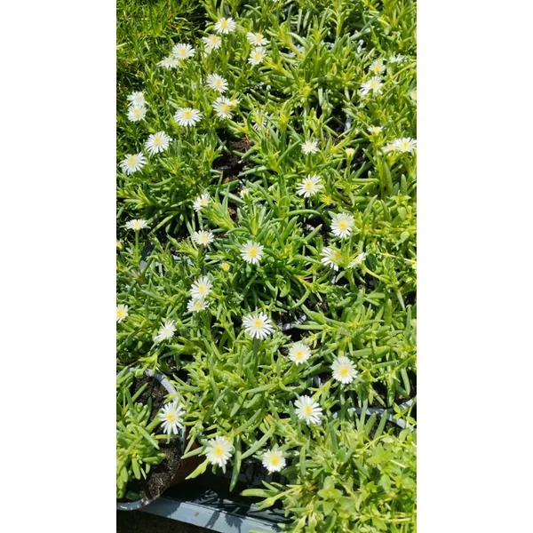 Delosperma Jewel of Desert Moonstone - Kristályvirág Cs10,5