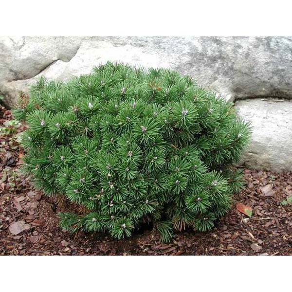 Pinus mugo 'Mops' - Havasi törpefenyő K7,5 30/40