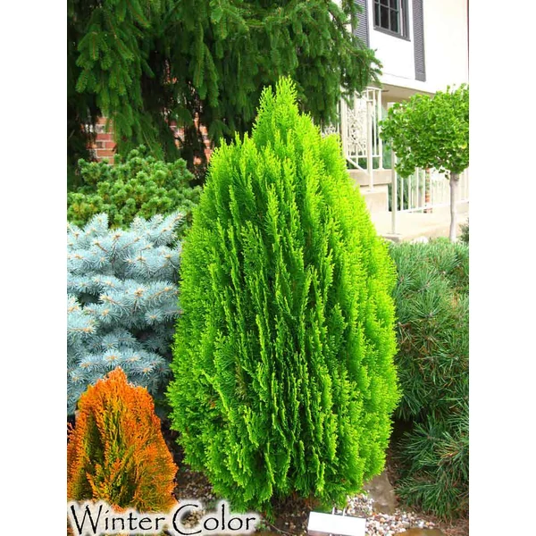 Thuja orientalis ‘Morgan’ – Morgan keleti tuja K2 30/40