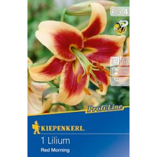 Kiepenkerl Red Morning Liliom 1db