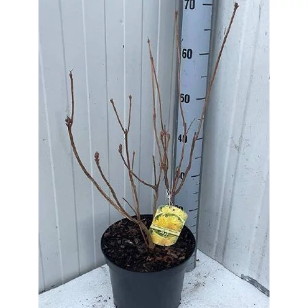 Rhododendron mo schneegold Azálea K23l 60cm