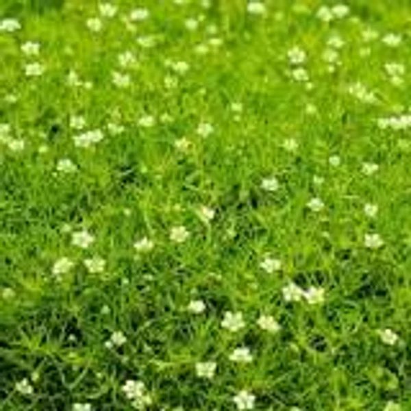 Sagina subulata 'Scotch Moss' – Szálkás zöldhúr CS9