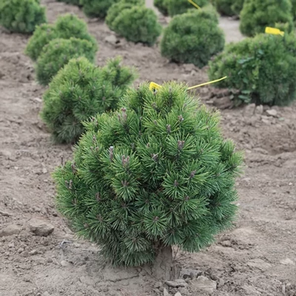 Pinus mugo Mops - Havasi törpefenyő 20-40 K2