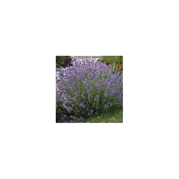 Lavandula Angustifolia Munstead Cs17