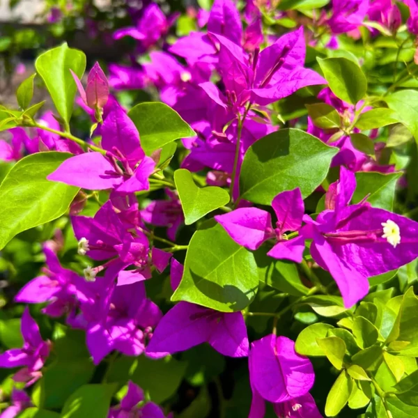 Bougainvillea -Murvafürt 1/4 törzses K2