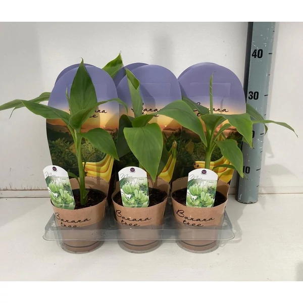 Musa basjoo - Télálló banán P12