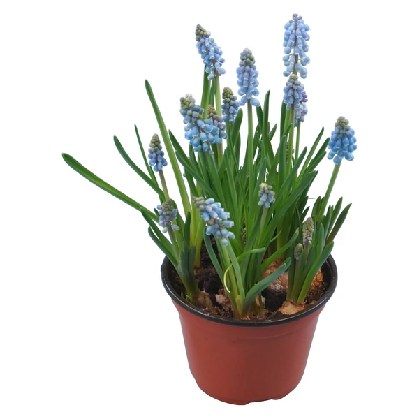 Muscari - Fürtös gyöngyike Cs9