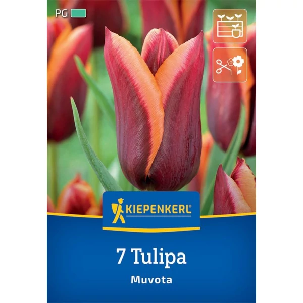 Kiepenkerl Muvota tulipán virághagymák 7 db