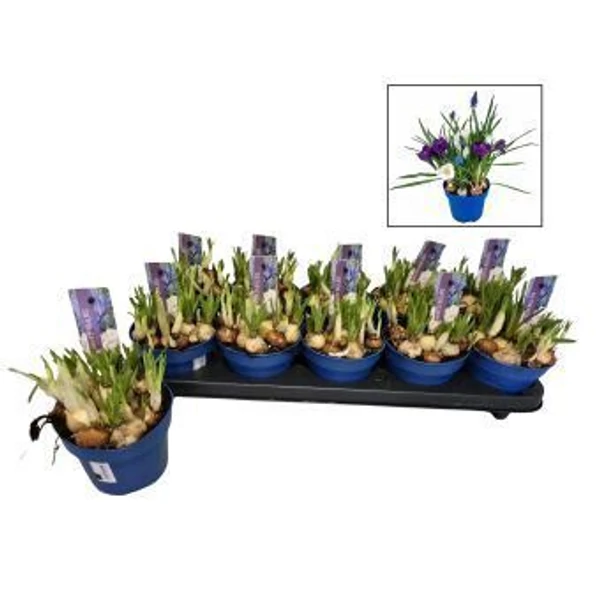 Crocus és Muscari hajtatott mix CS12