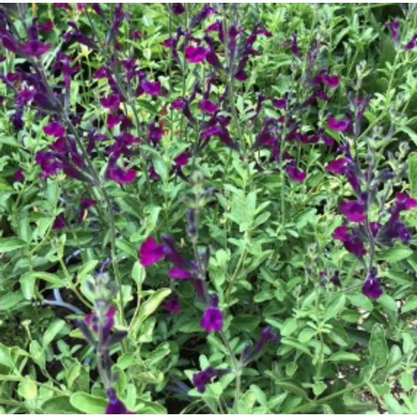 Salvia greggii Nachtvindler -  Őszi zsálya CS14