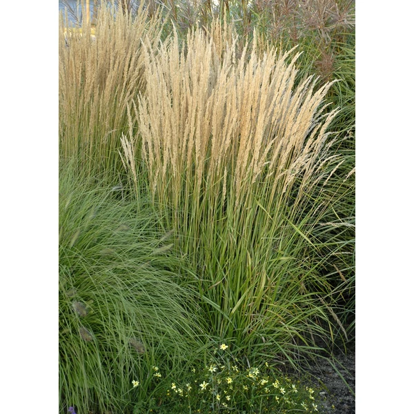 Calamagrostis brachytricha - Nádtippan CS14