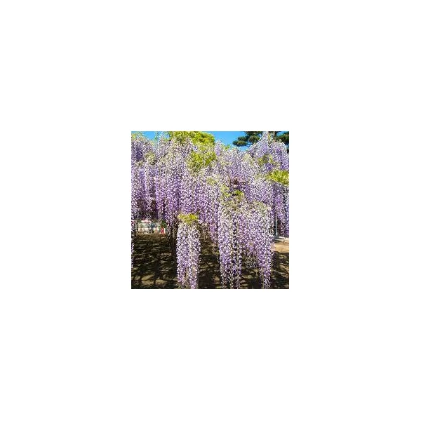 Wisteria floribunda Naga Noda - Japán lilaakác P15