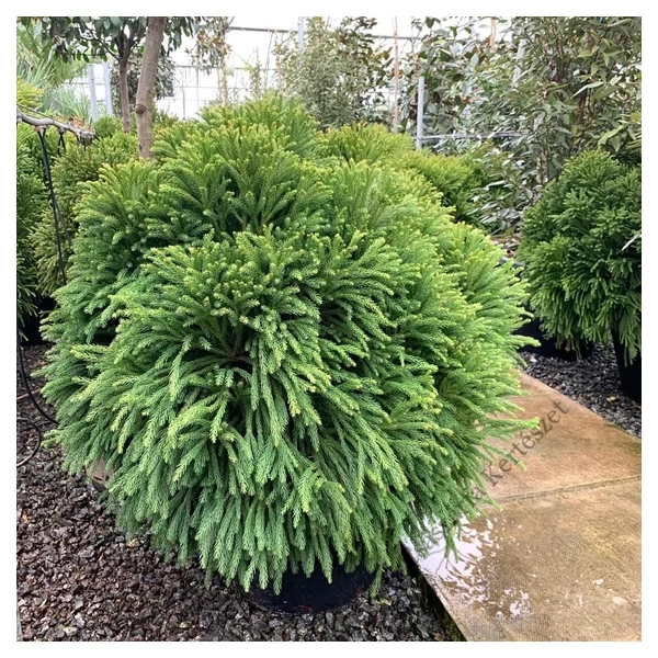 Cryptomeria japonica Globosa Nana - Gömb japánciprus -szugifenyő 1/2 Standard C15