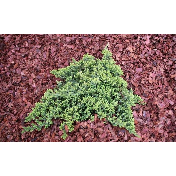 Juniperus procumbens Nana - Zöld törpe kúszó boróka 20/30