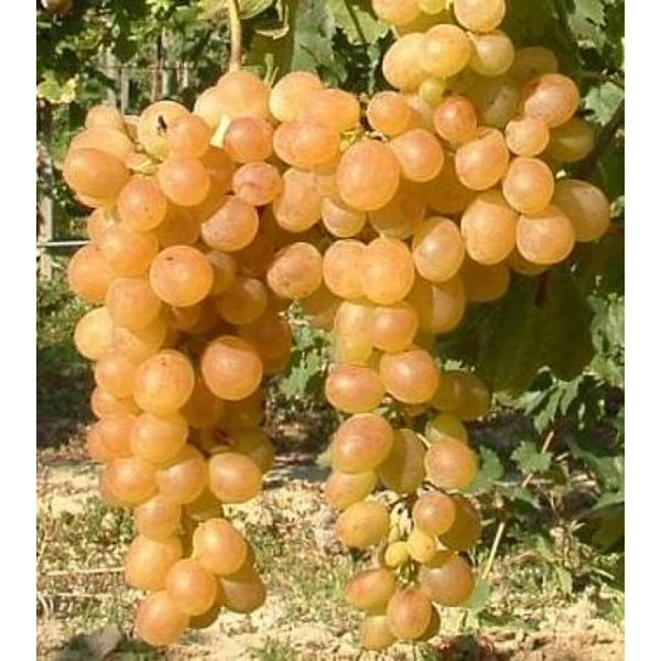 Vitis vinifera - szőlő Narancsizű K2 