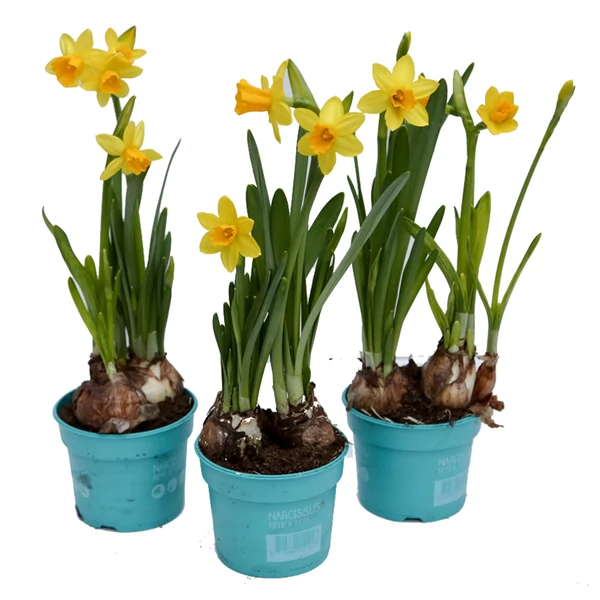 Narcissus - Nárcisz  hajtattot