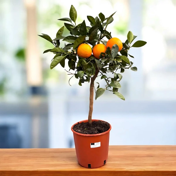 Citrus sinensis – Arancio (Narancsfa) K5 T25 40/60