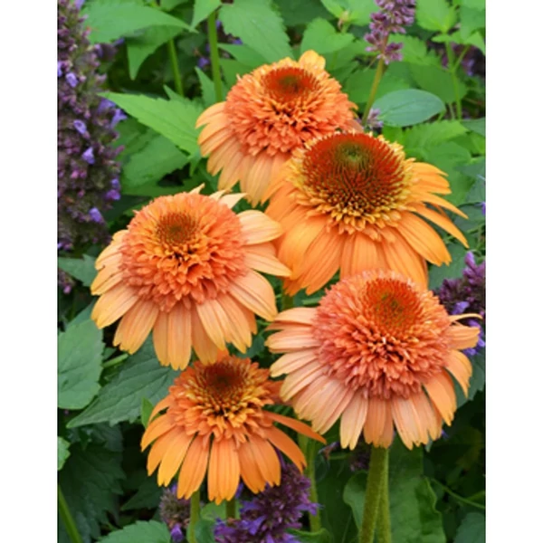 Echinacea purpurea 20-326  Kasvirág Cs15