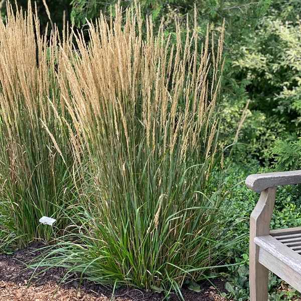Calamagrostis x acutiflora Karl Foerster - Nádtippan Cs14