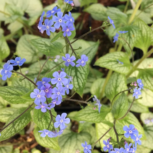 Brunnera macrophylla Sea Heart PBR -  Kaukázusi nefelejcs K2