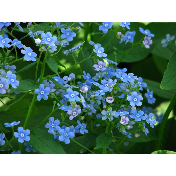 Brunnera macrophylla -  Kaukázusi nefelejcs
