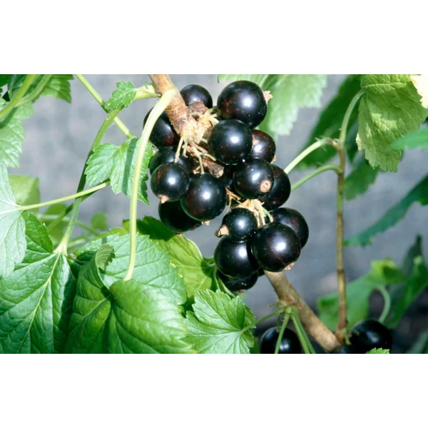 Ribes rubrum 'Ben Sarek' Fekete ribizli K2 30/50