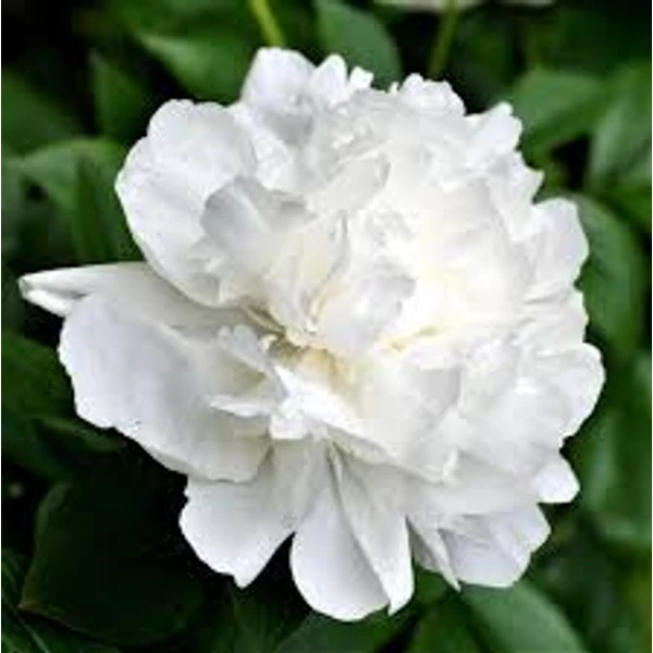 Paeonia lactifora Duchesse de Nemours- Bazsarózsa 3L