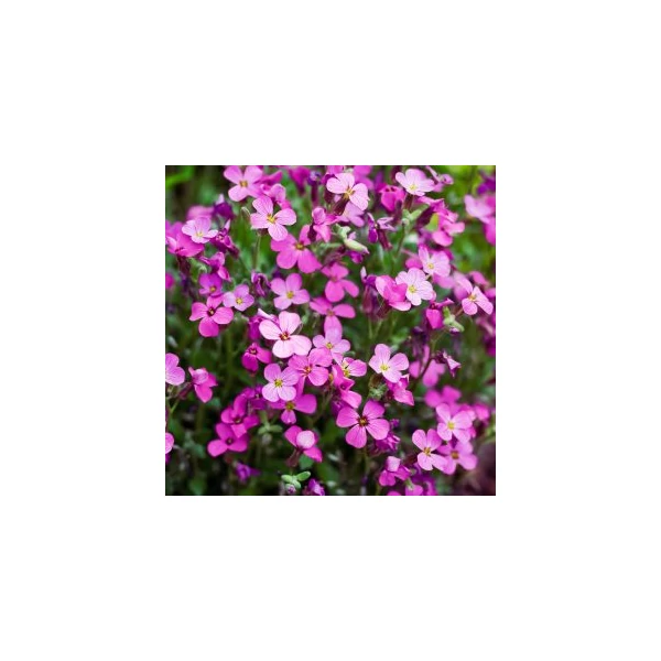 Aubrieta x cultorum Florado Neon Pink Pázsitviola Cs17
