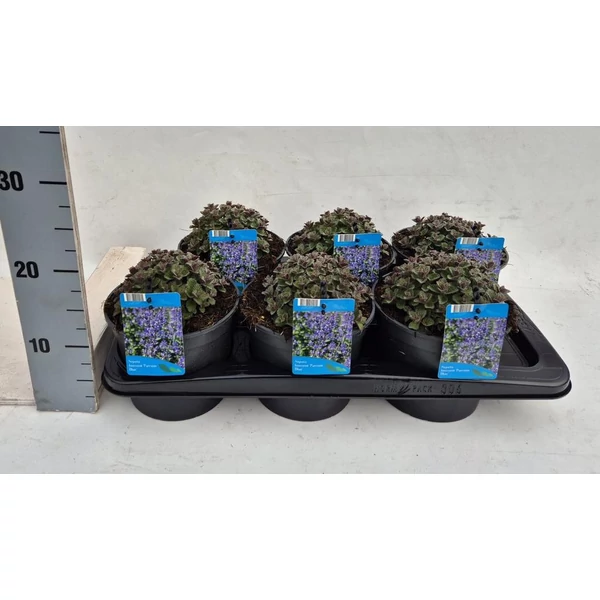 Nepeta x faassenii Purrsian Blue - Macskamenta EXTRA P17