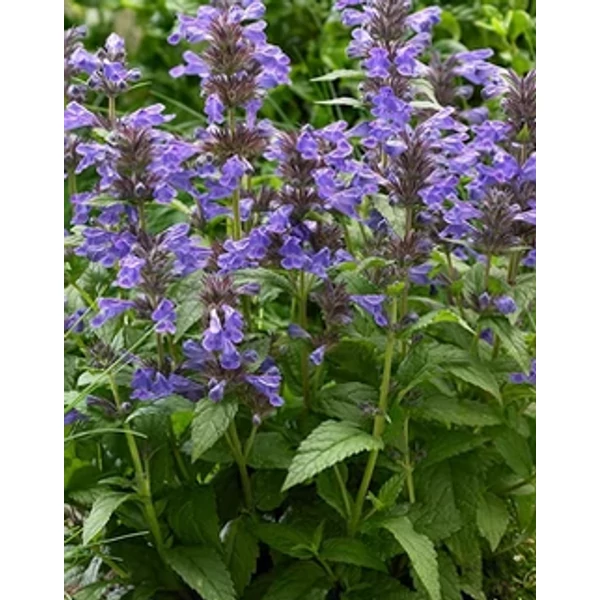 Nepeta Neptune - Macskamenta CS14