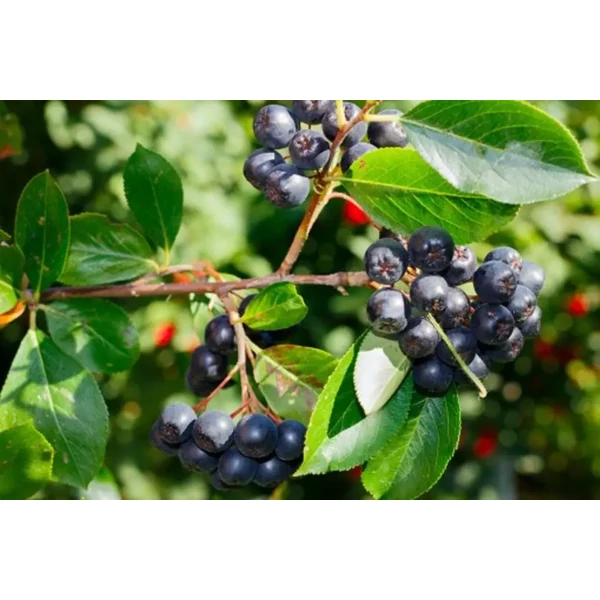 Aronia prunifolia Néro - Kései, nagytermésű fekete berkenye K2 40/50
