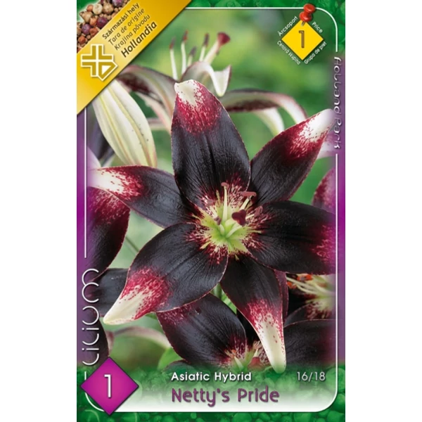 Liliom  Asiatic  Netty Pride 1-db os