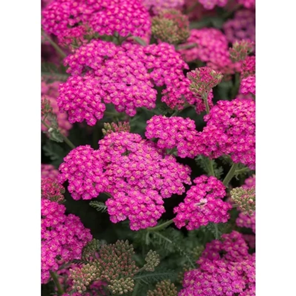 Achillea millefolium New Vintage Rose - Cickafark Cs14