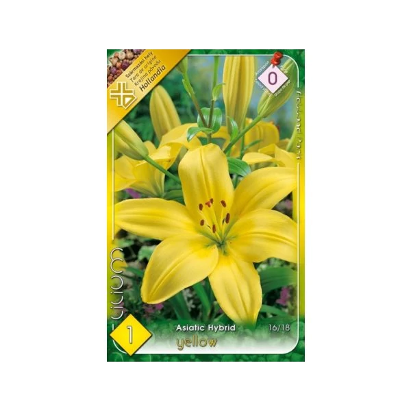 Liliom Yellow 1-db-os