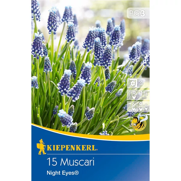 Kiepenkerl Muscari Gyöngyike Night Eyes 15db