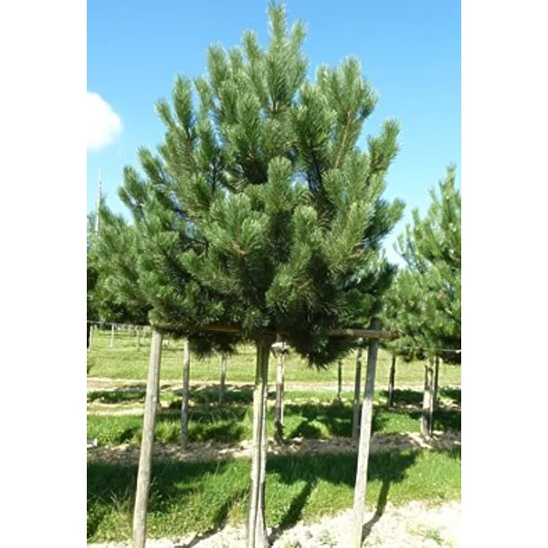 Pinus nigra var. austriaca – Osztrák feketefenyő Drótlabdás 200/250